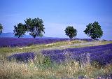 Provence-Dia 13